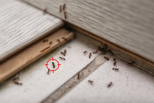 Professional Pest Control in Lake Hallie, WI